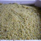 P1040591 chardonnay