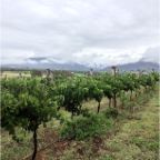 OurVineyard
